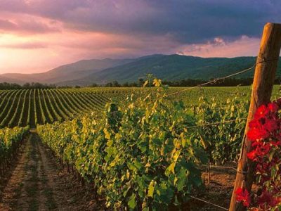 TENUTA SETTE PONTI - WS TOP100 wines Vineyards on the background of Da Vinci’s Monna Lisa (the Gioconda)